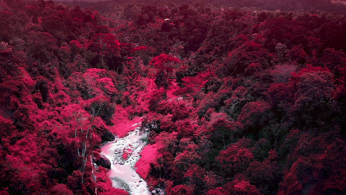 The surprising true story of Kodak Aerochrome